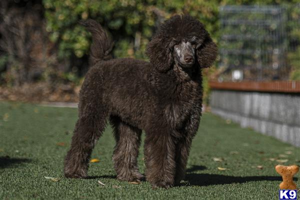 Golden State Good Dogs Picture 1
